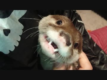 カワウソは寂しいと泣いちゃうので気の済むまで泣かしてみた