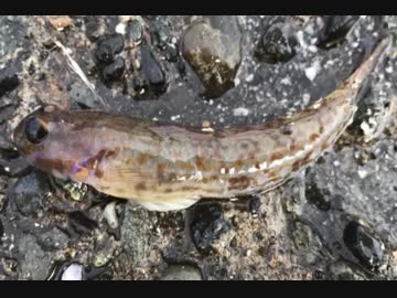 釣り動画ロマンを求めて 111釣目（前編：城ヶ島※三崎漁港前）