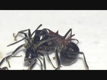 蟻戦争＃185 クロオオアリの因縁のライバル？トゲアリ導入！編