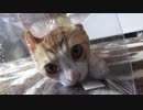 透明な箱にダイブする子猫