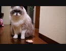 意外と動けるもふもふ