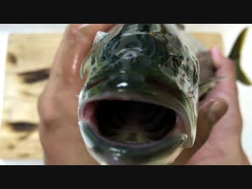 ワラサ釣り大会に参加しようZE！