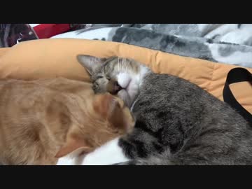 お布団の上でぬくぬく仲良し子猫