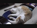 Ｕ字バンザイ寝相でスヤスヤな猫アイちゃん