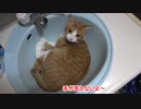 シンクにすっぽり収まりがいい子猫