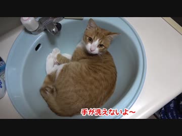 シンクにすっぽり収まりがいい子猫