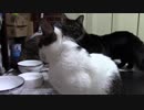 こんしゅうのおやつ【蒼民家の猫々】