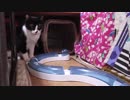 【Jean & Pont 735】保護猫兄妹は家猫になった先住猫も平等に