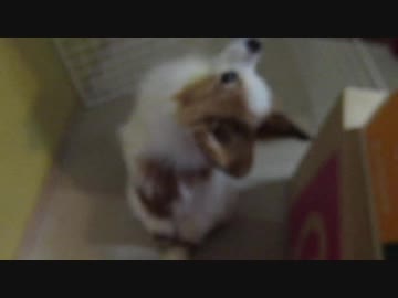 大好きなおいもに荒ぶるワンコ（パピヨン）