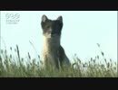 周りをきょろきょろ　ホッキョクギツネ　グローバルライフ株式会社
