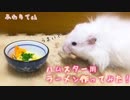 【ハム動画】割と本格！ハムスター用ラーメン作ってみた！！