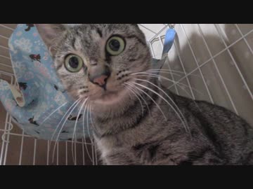 【Jean &amp; Pont 737】母保護猫はお腹がすいたと大鳴きを続ける