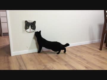 猫の顔がプリントされたタオルに猫は反応するのか？