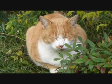ある日の猫だまり　ねこもふ９