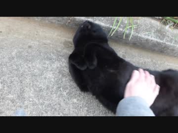 パワフル＆フレンドリーな黒猫　ねこもふ１０