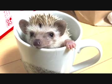 ハリネズミを飼い始めました！