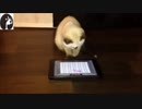 徳川高人の動物チャンネル❈猫 VS iPadゲーム 』動画集！