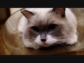 きょうもたぬこは穴にもぐる