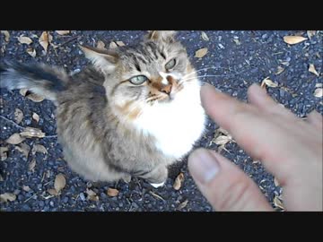 「撫でてー」懇願してくる野良猫を焦らしたらキレられた