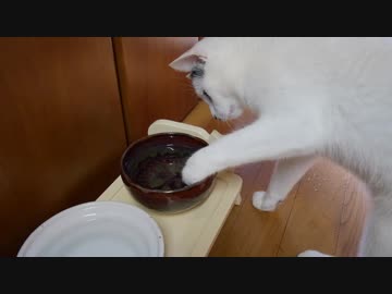 お水の中のおもちゃ、さあ！どうする？カワイイ猫ちゃん(≧з≦)