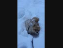 ボーロ鉱山探検隊つぶ隊長、雪にハマるｗ。