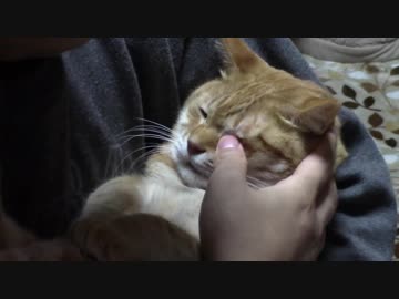 拾いねこ＠生後1979/1946日目　艦これ秋イベようやくクリア。