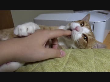 兄弟げんかからの指しゃぶり子猫