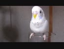 インコのシエル♡　番外編「今年はこんなに喋ってる」ｗ