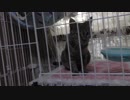 【Jean & Pont 745】保護猫兄弟の母猫あんずちゃんの近況を語る