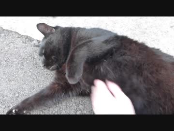 お腹をモフらせてくれる黒猫と遊んできた　ねこもふ１１