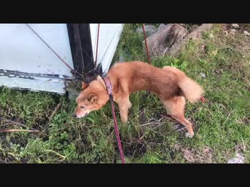 人気の 笑える犬 動画 3本 ニコニコ動画