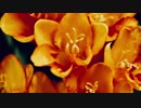 freesia