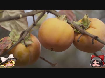 ゆっくりの田舎と自然　１９話「降り積もるは 冬の音」前編