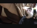 しっぽで誘ってるので狩ってみたら怒られた子猫