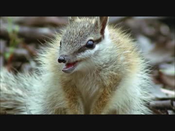 フレンズを動物ドキュメンタリーで紹介するよ part33