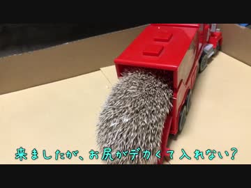 オモチャのトラックにハリネズミは乗るのか？(^^)