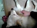 たむはふわふわ