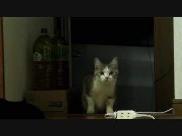 あﾝ時の子猫、再訪問