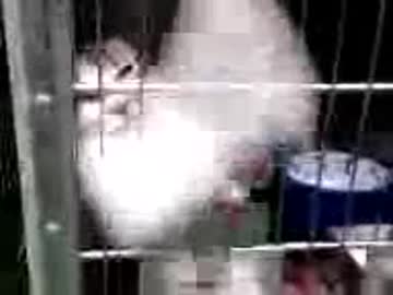 保健所の猫たち