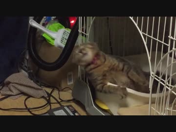 落ち着きのない猫