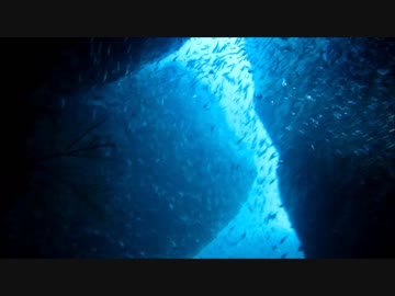 雲見ダイビング２　牛付岩付近　生物群