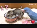 【ハム動画】前回のおまけ動画！(ラーメン作り)