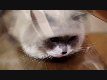 まえからうしろから