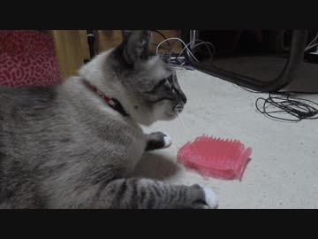 【Jean &amp; Pont 751】声が出なくなったジャン君の集中ケア