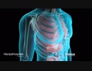 Heart & Kidney & Liver Transplant Treatment India- Manipal International patient care