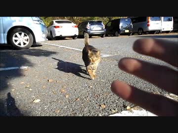 初対面の野良猫を遠くから手招きしたらとんでもない速さで近寄って来た