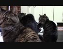 こんしゅうのおやつ【蒼民家の猫々】