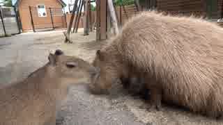 【1080pテスト】那須どうぶつ王国 カピバラの森
