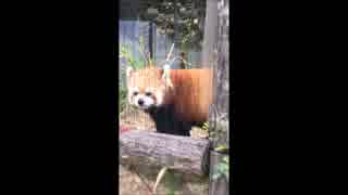 レッサーパンダの森【長野市　茶臼山動物園】