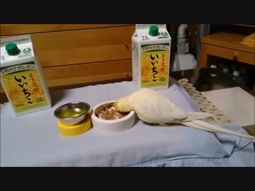 加齢臭枕の上のインコ